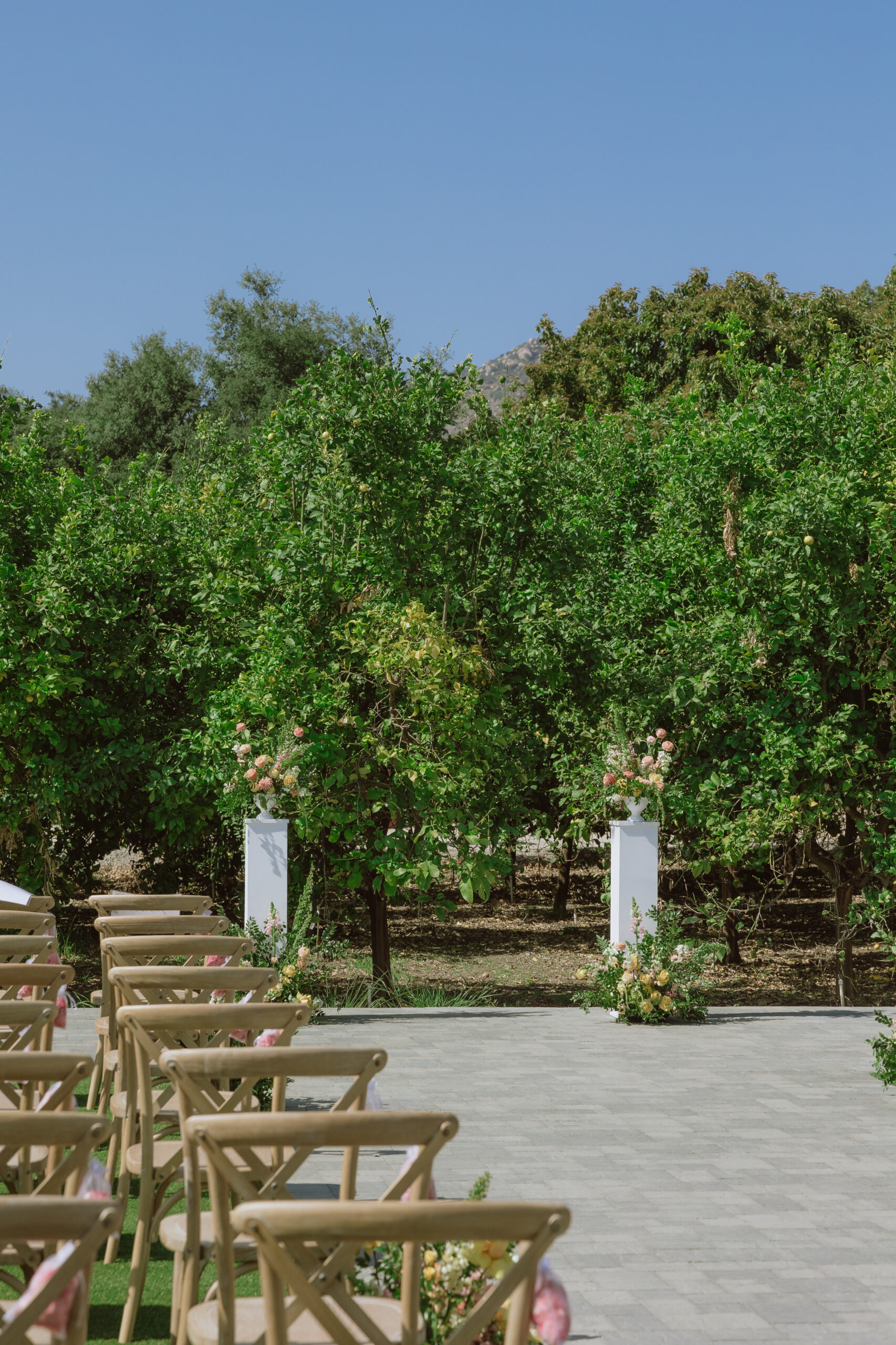 rancho Guejito Vineyard